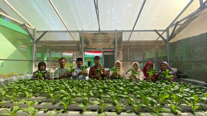 MAN 3 Kota Jambi Gelar Panen Karya Tanaman Hidroponik Pakcoy MAN 3 Kota Jambi Gelar Panen Karya Tanaman Hidroponik Pakcoy